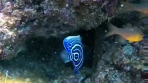 Stunning Juvenile Angel 😇 fish