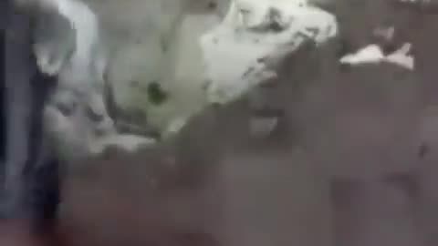 People save cat in Morocco earthquake