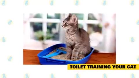 Basic cat training