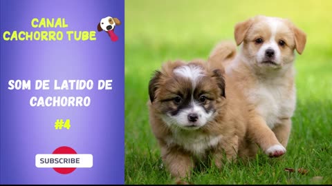 Som de Filhote de Cachorro Latindo - 5 Efeitos Sonoros de Latidos de Filhote de Cachorro