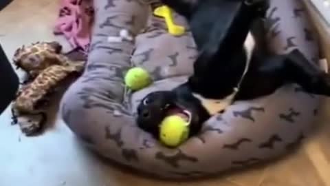 Funny Dog Playing With His Tennis Ball