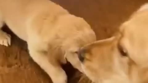 Cute Cats Dancing