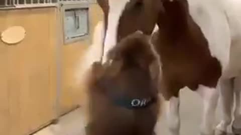 Horse And Dog Masti Fun Time Animal Funny