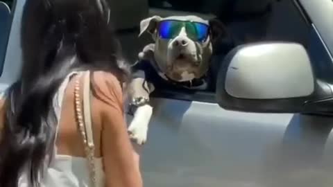 🤣🙄Funny dog in the car😜😁| 🔥Attitude dogs🐕| 😎thug life compilation💥