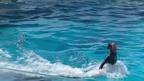 Stunning freestyle with orcas at seaworld