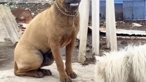 🐶Check Out These Funny Dogs & Cute Pets😂| Animals LOL Moments #funnyanimals #funnydogs