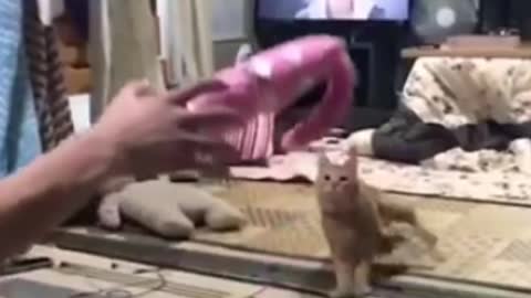 Funniest Cats 😹 - Don't try to hold back Laughter