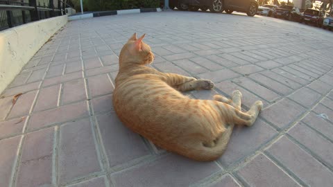 ED SHEERAN - Homeless cat in Ras Al Khaimah, UAE #cat #cats #EdSheeran #emirates #rak #ae #UAE #food