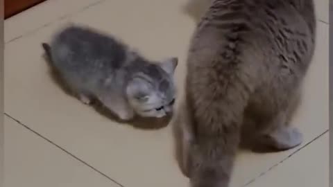 Funniest cats fight