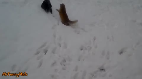 Funny cat playing on snow