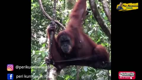 Orangutan From Sumatra - Endanger Species!!!!!!!!!