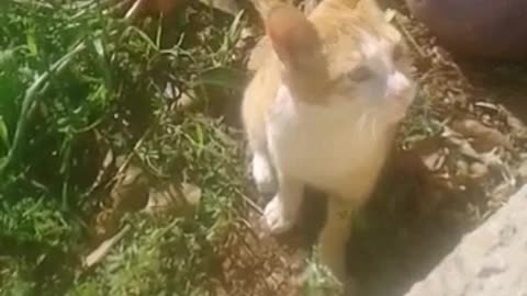 when this funny #cat angry at the annoying sounds of other #cats #watch his reaction😅😅😅😅