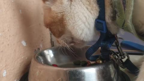 Mimi enjoying her favorite snacks in the lovely evening