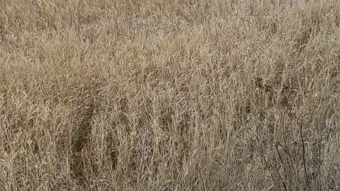 Hunting Pheasant