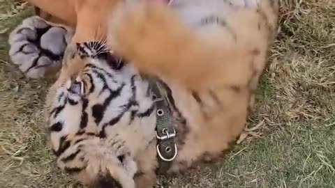 Dog and Tiger friendship