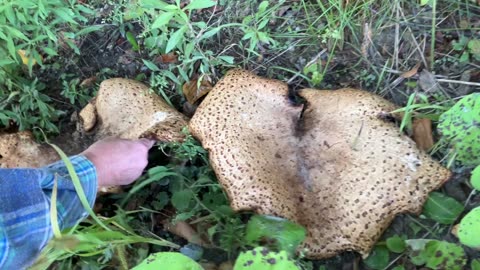 Huge Fallen Shelf Mushrooms