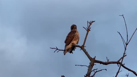 Majestic Red-Tailed Hawk overlooking The Humber River