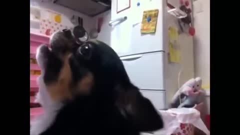 The Woof Pack: The Funniest Barking Dog Videos You'll Ever See