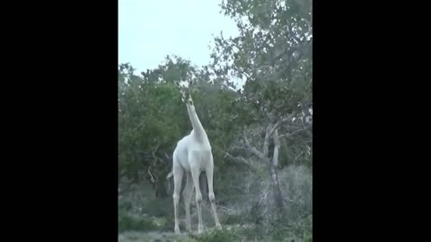 Unique natural wonder!