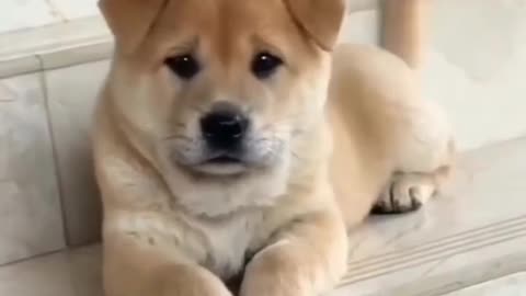 Cute puppy