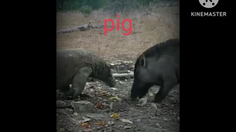 New pig fight