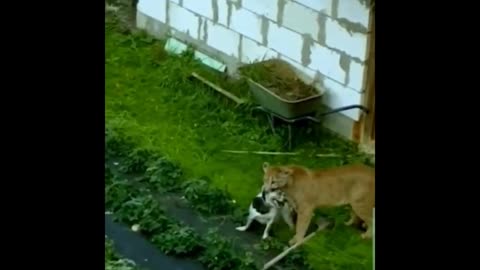 Lion Attacks Dog