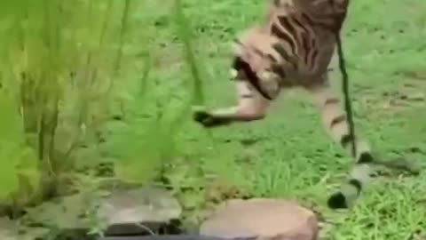 Super Funny Animal videos - Enjoy laugh and get rid of stress