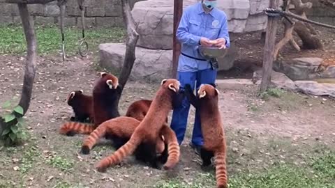 red panda