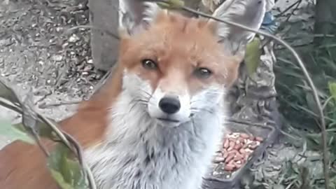 Beautiful fox.