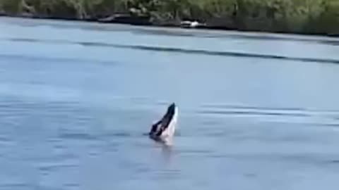 😱😂😂MASSIVE ALLIGATOR ALMOST CATCHES A DRONE MID AIR @THE AMAZON RIVER#viral #trending 😂😂😂😱😱😱