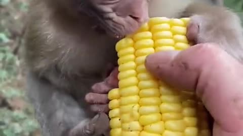 cute monkey child eats corn