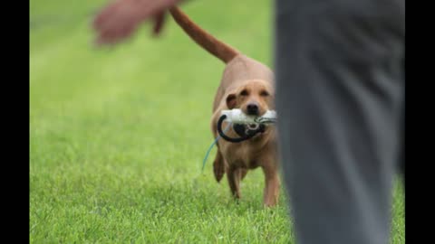 Tater Training at "Camp Owen" in the North East - Long Mark