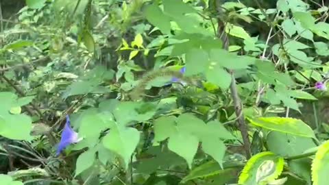 Small blue flowers in the forest