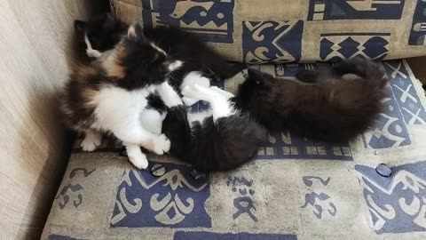 Four beautiful kittens are playing and enjoying life🐾😸