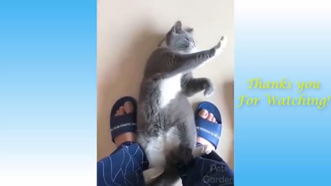 Viral funny cute cats and dogs video