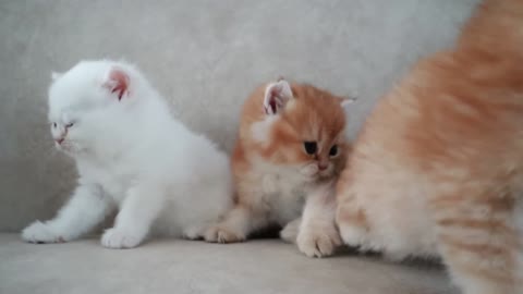 Mother cat entertains and converses with her adorable kittens.