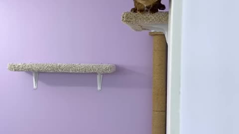 New shelf for my cat