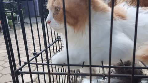 Cute cat || Sunbathe first,after bathing