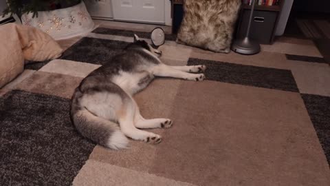 Which Dog is Digging This Hole? Bad Dogs!