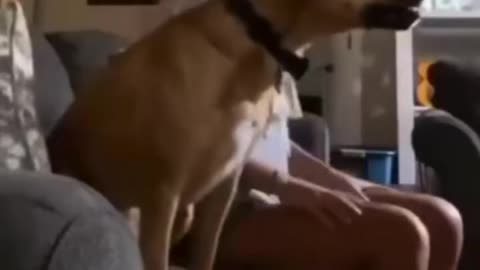 Dog funny video