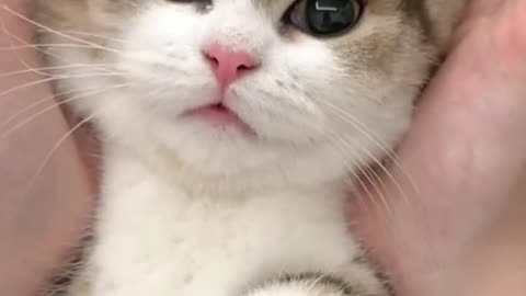 Very cute cat