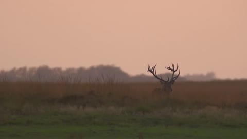 Red Deer Rut