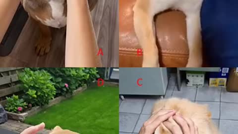 ❤Cute dogs video