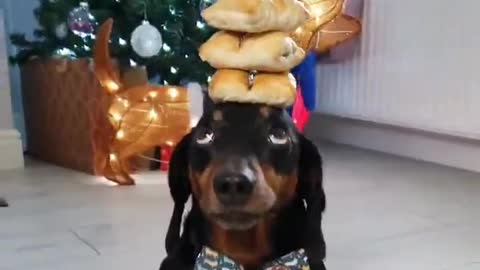 Harlso the Dachshund Balancing Sausage Rolls