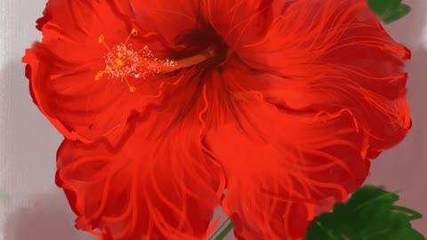 Hibiscus