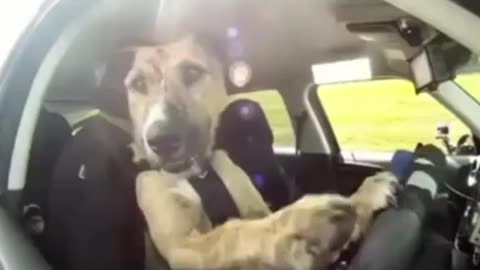 😱 The Dog is Driving 😱 #dogclips