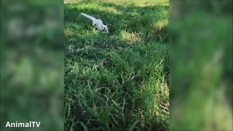 SUGAR GLIDERS Flying