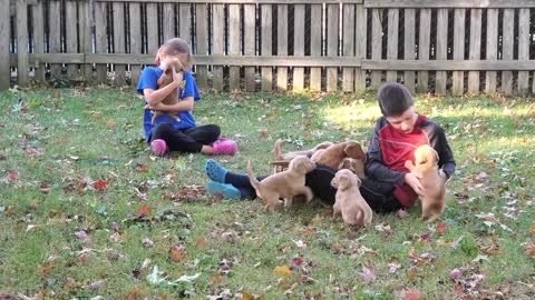 Bella's Fourth Litter of Goldendoodle Puppies