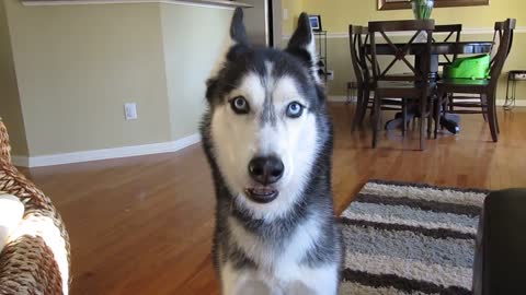 Mishka the Talking Husky wants Chinese Food! - Dog Talking