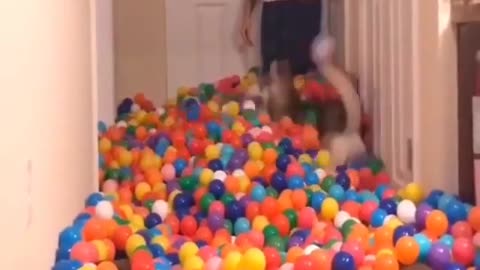 This dog really likes balls, jumping around